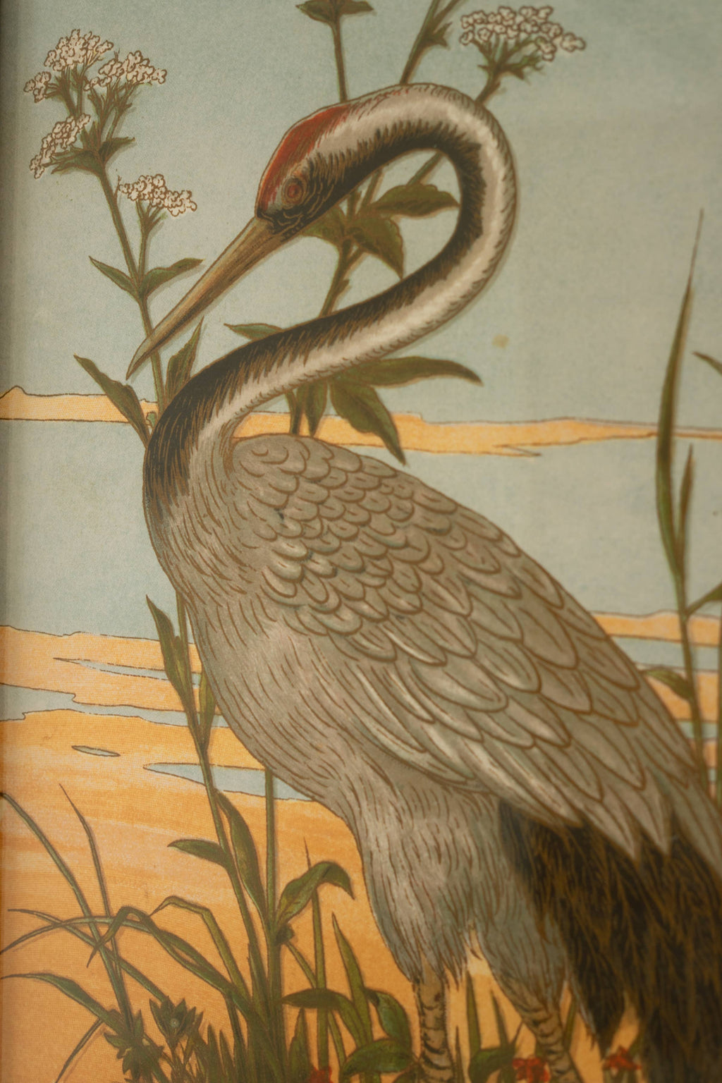 SET OF TWO FRAMED HERON PRINTS UNDER GLASS