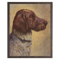 Vintage GSP dog